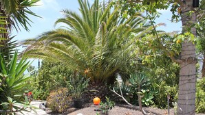 Een tuin met verschillende planten in potten en een pad van stenen.