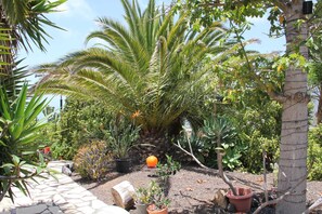 Een tuin met verschillende planten in potten en een pad van stenen.