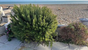 Una playa de guijarros con un arbusto pequeño y un banco de piedra.
