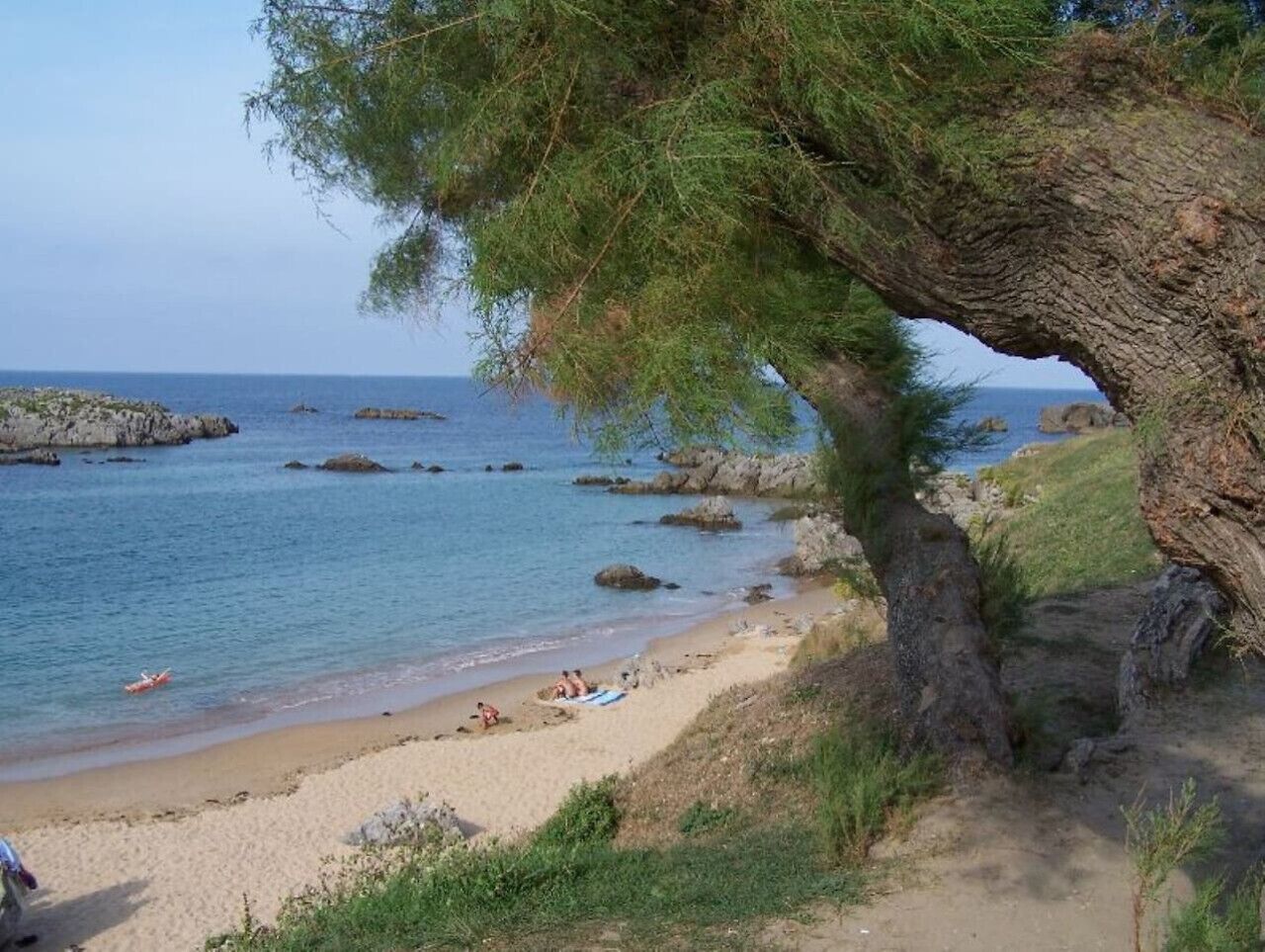 Uma praia com uma árvore, água cristalina e pedras.