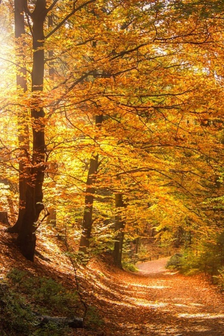 A forest path with trees and sunlight filtering through.