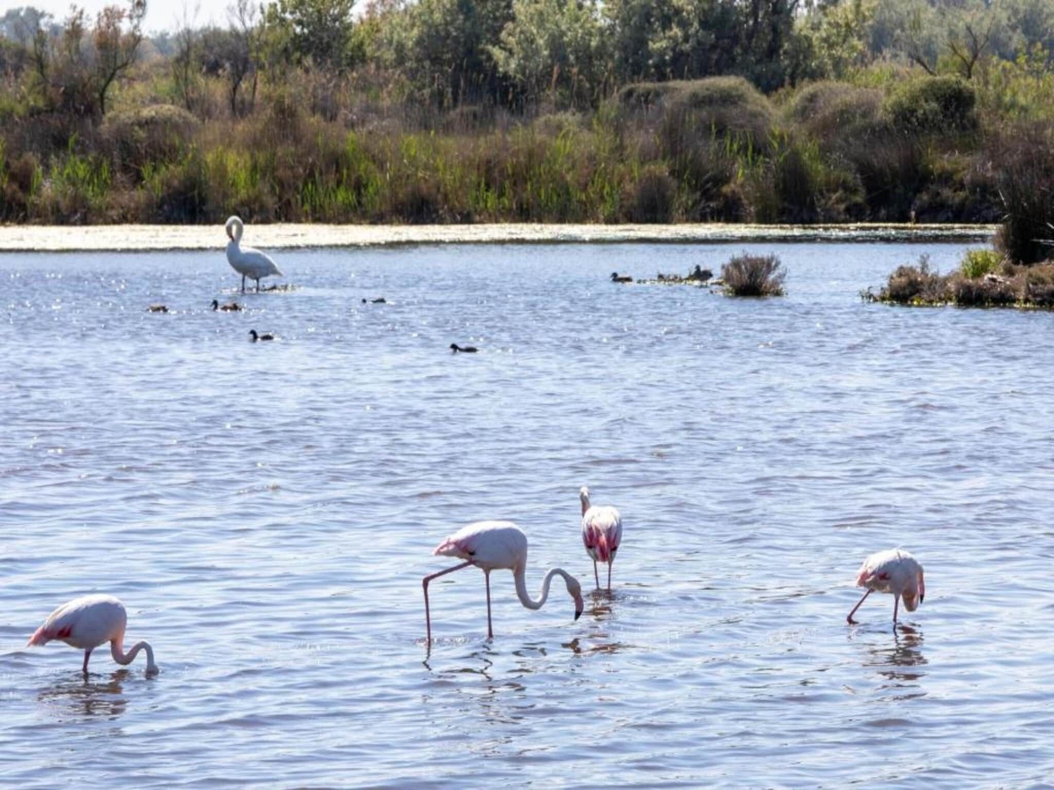 Una masa de agua tranquila con varios flamencos de pie y vadeando.