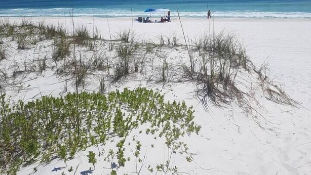 A beach with white sand and sparse vegetation, a clear blue sky, and a calm sea. - Summer SPECIAL! Steps 2 Beach! Waterview! Pets Welcome! (Pensacola)