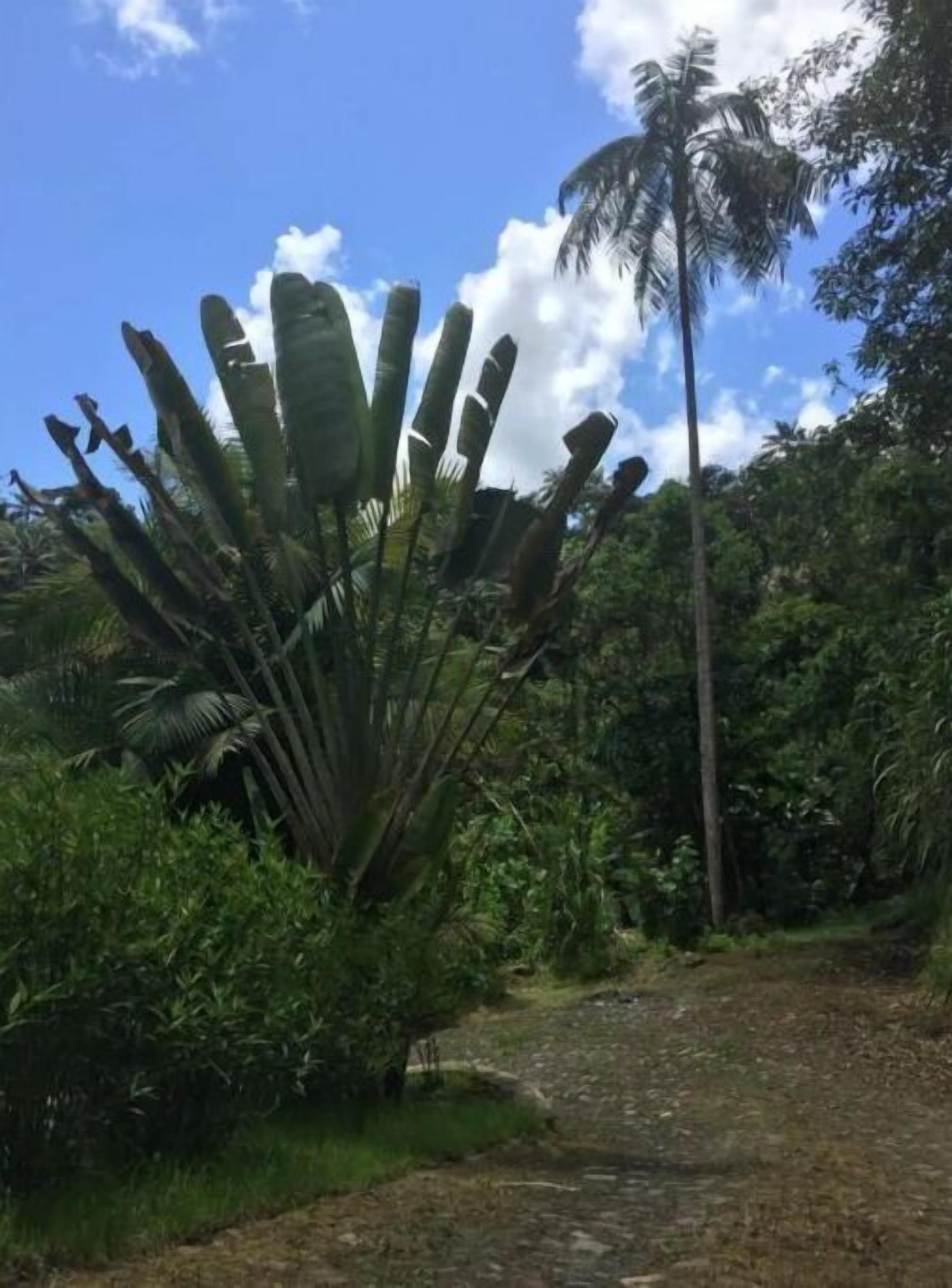 A natural landscape with a variety of tropical plants and a palm tree.