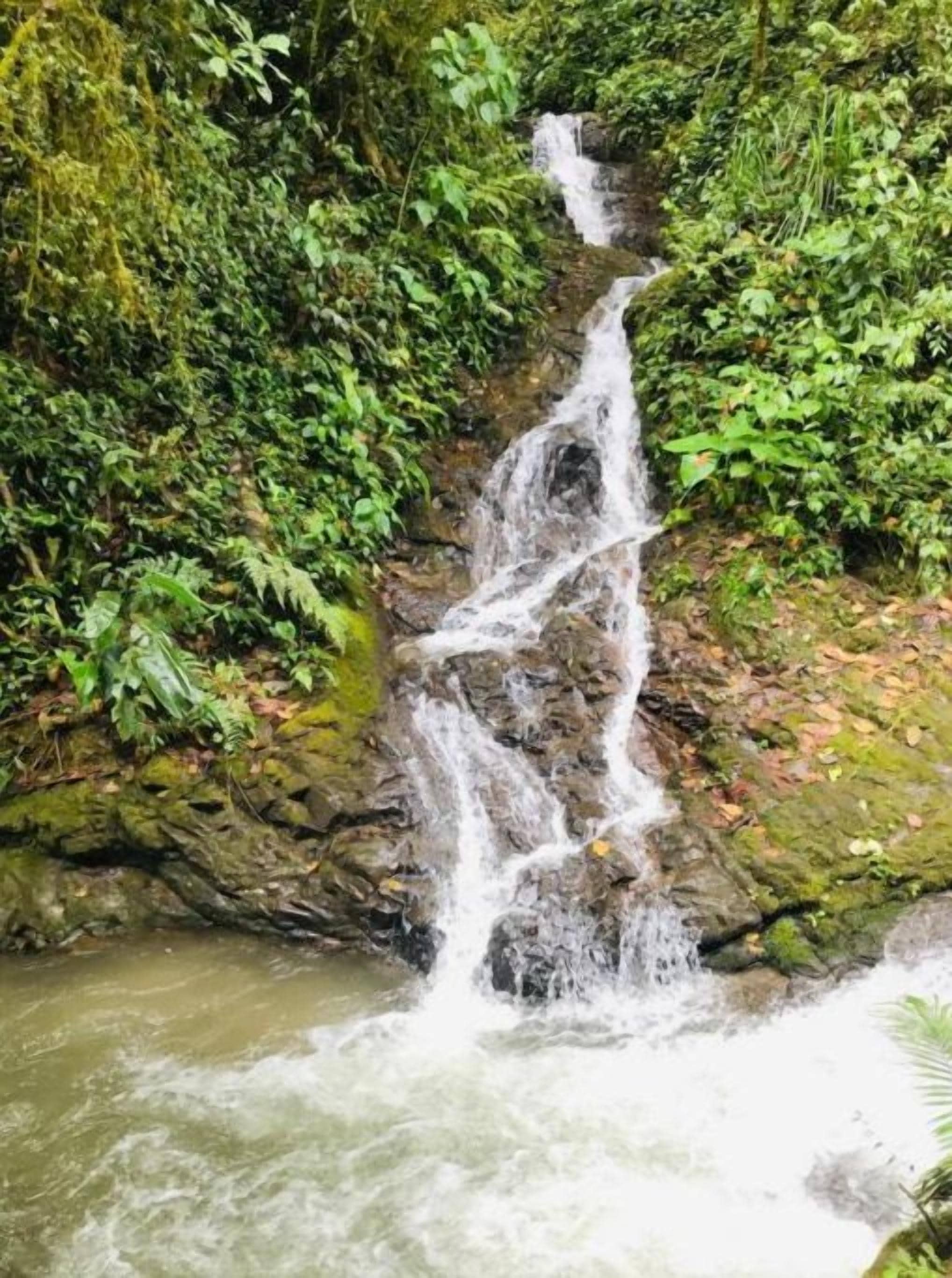 Una cascada que se precipita sobre rocas rodeadas de exuberante follaje verde.