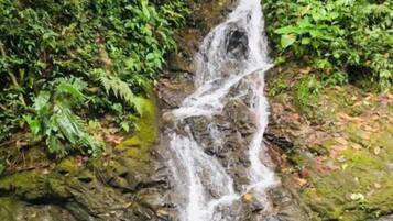 Una cascada que se precipita sobre rocas rodeadas de exuberante follaje verde.