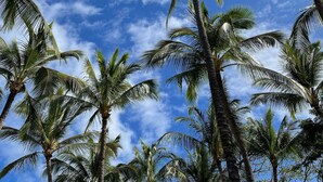 Vista de altas palmeras contra un cielo azul despejado.