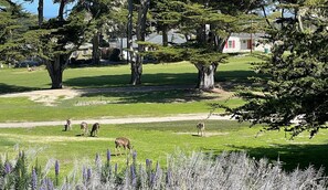 Property grounds - Fourth Tee - Pacific Grove House - Ocean/Golf View (Pacific Grove)