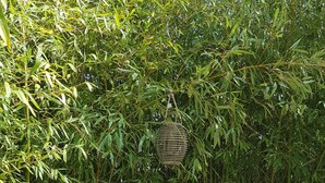 Ein Holzbank- und Tischset in einem Garten mit dichtem Bambus im Hintergrund.