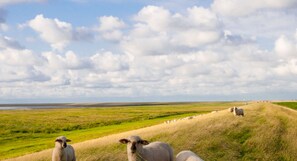 1 غرفة نوم ومكواة/لوح كي وواي فاي مجانًا وملاءات أسرّة