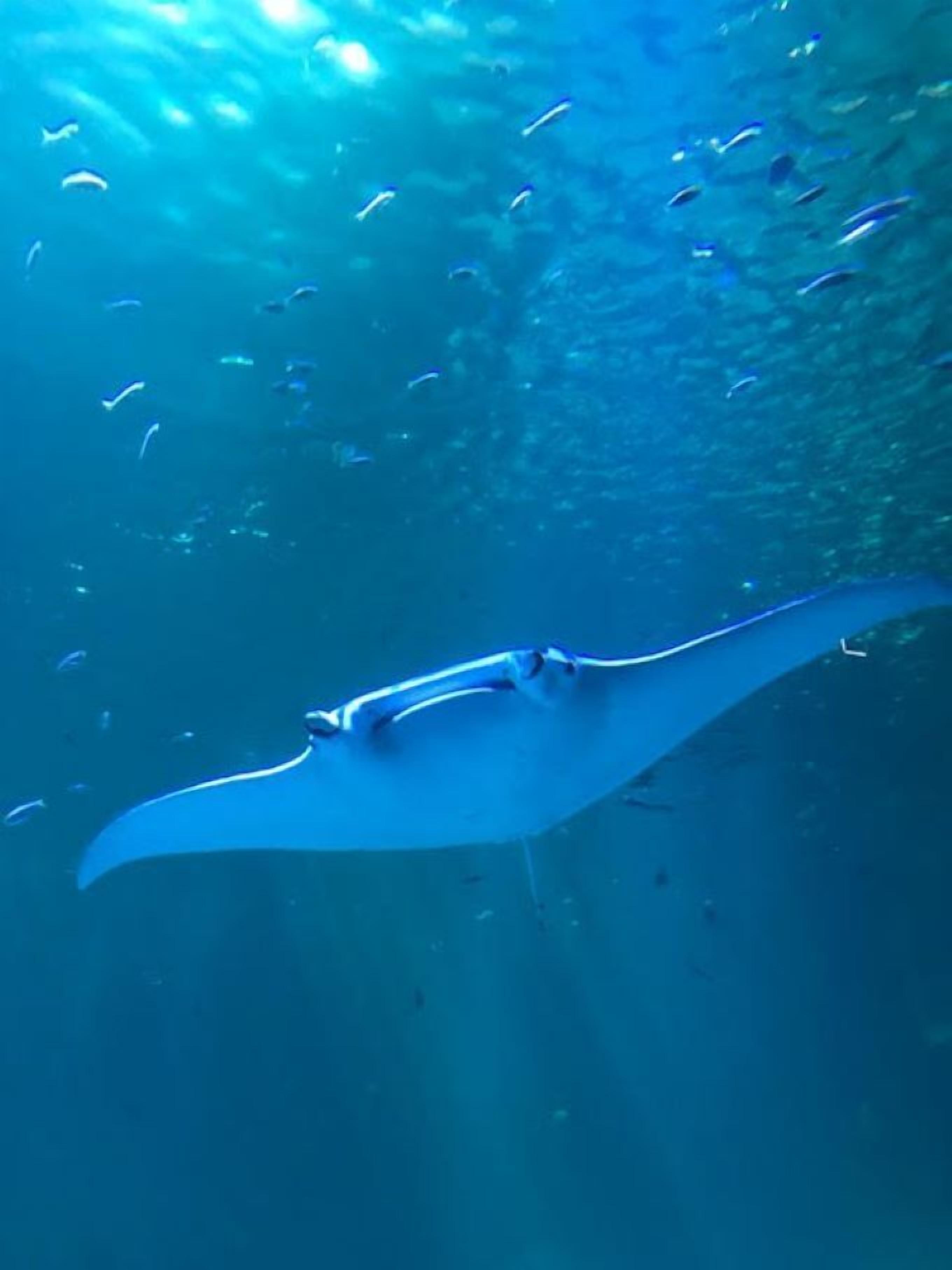 Una manta raya nada en aguas azul turquesa.