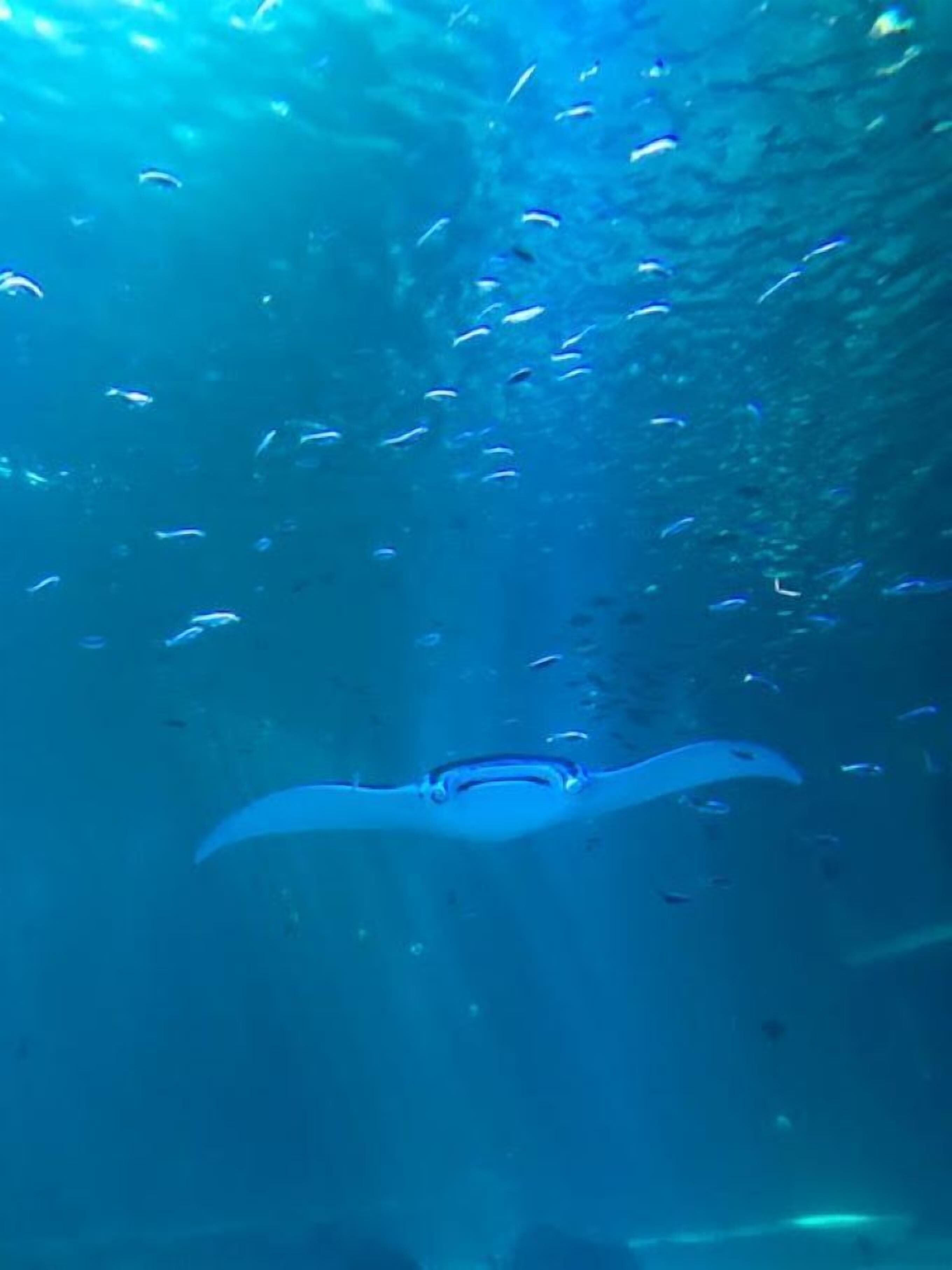 An underwater scene with a manta ray swimming among small fish.