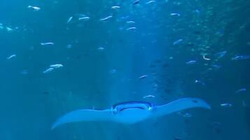 An underwater scene with a manta ray swimming among small fish.