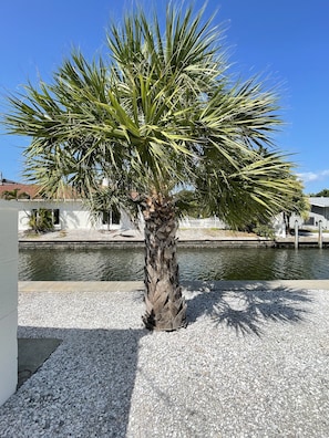 Property grounds - Canal front home on Longboat Key -Just Steps to the Beach (Longboat Key)