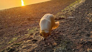 Un perro en una playa pedregosa al atardecer, con un lago tranquilo y árboles en el fondo.