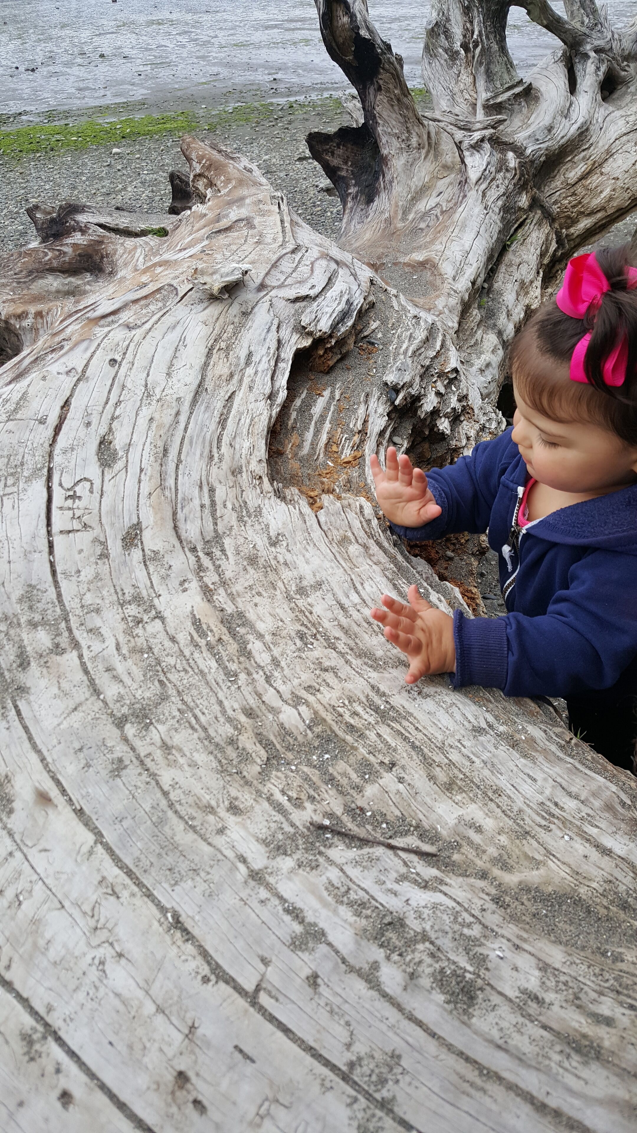 A child playing with a large, weathered log on a beach.