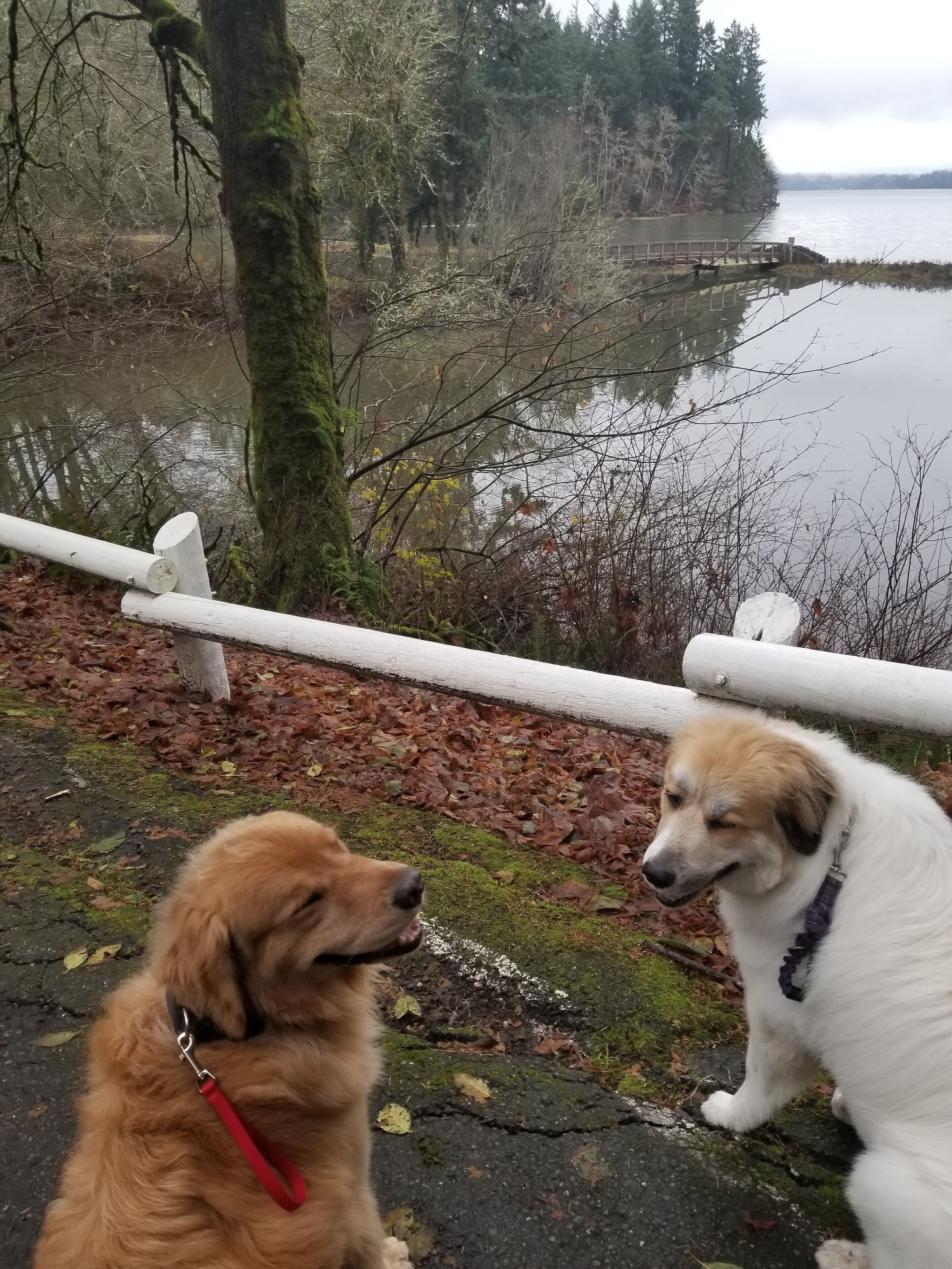 Two dogs sitting by a lake with a wooden fence and trees in the background.