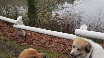 Two dogs sitting by a lake with a wooden fence and trees in the background.
