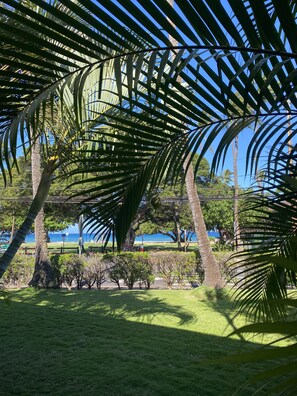 Property grounds - Super cute-great location -close to everything needed for a perfect vacation! (Lahaina)