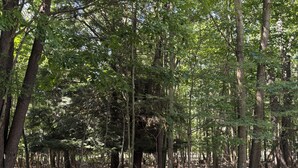 Un grupo de sillas Adirondack dispuestas en círculo sobre una zona cubierta de césped, rodeado de árboles.