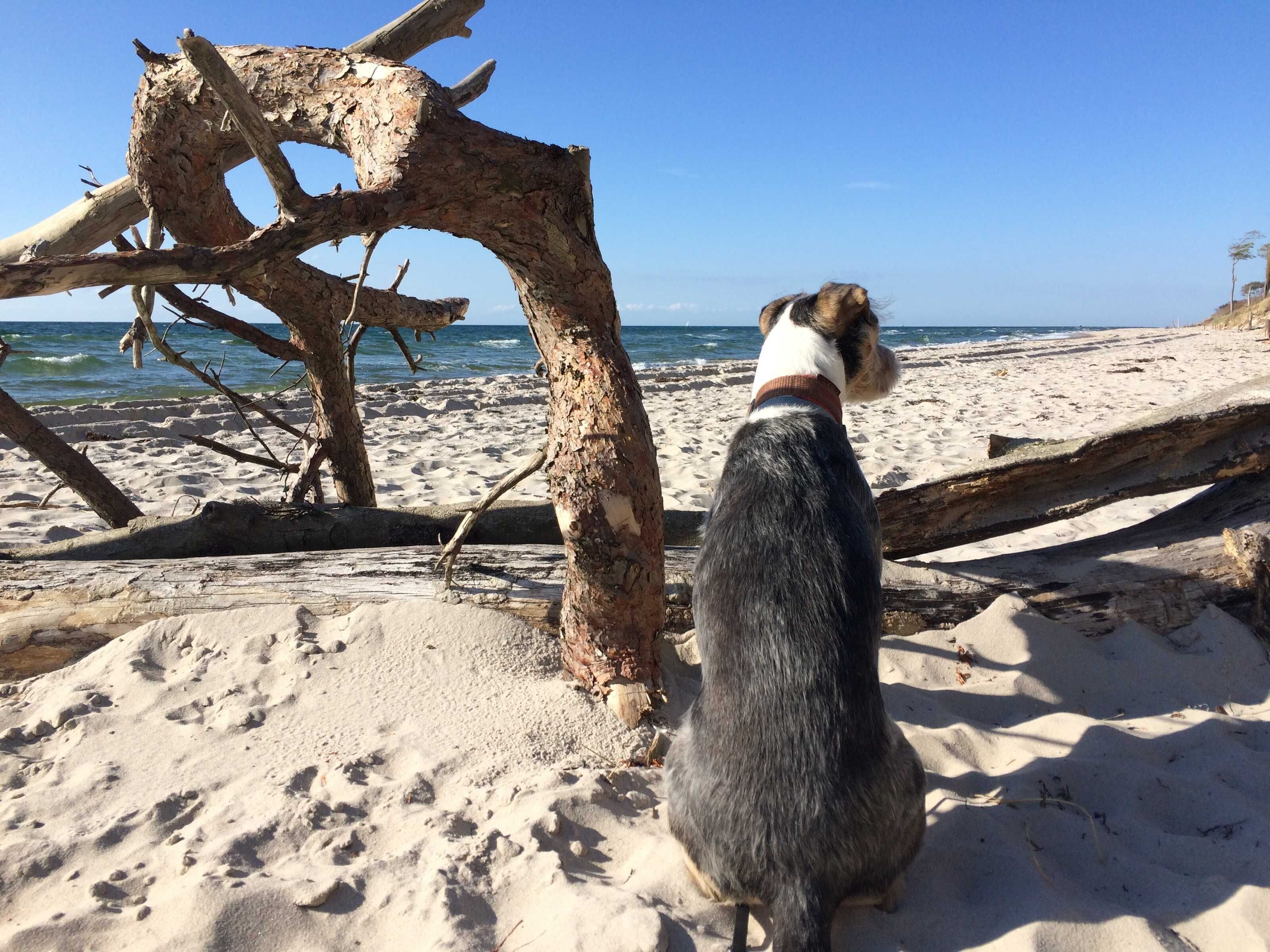 En hund på en sandstrand med drivtømmer og kig til havet.