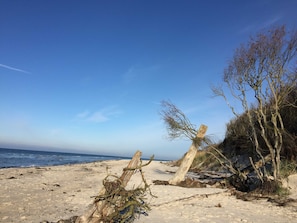 Une plage parsemée de bois flotté et de végétation.
