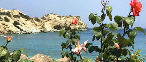 En kysthave med blomstrende roser og udsigt til havet og klipper.