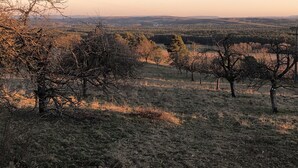 Un paisaje con árboles y una vista distante de un horizonte urbano.