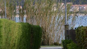 A pathway leading to a body of water with tall grasses and a distant view of buildings.