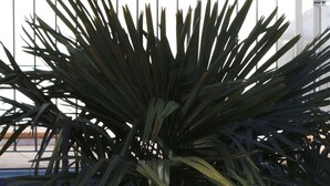 Una palmera frente a un edificio con un letrero que dice