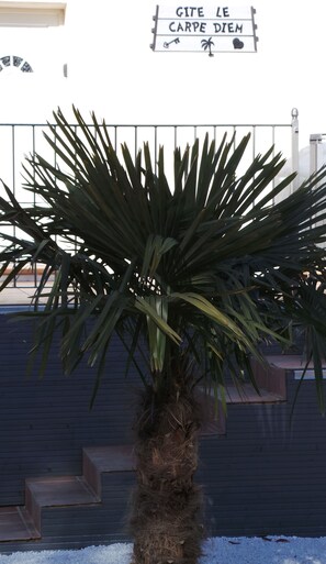 Eine Palme vor einem Gebäude, an dem ein Schild mit der Aufschrift 'GITE LE CARPE DIEM' steht.