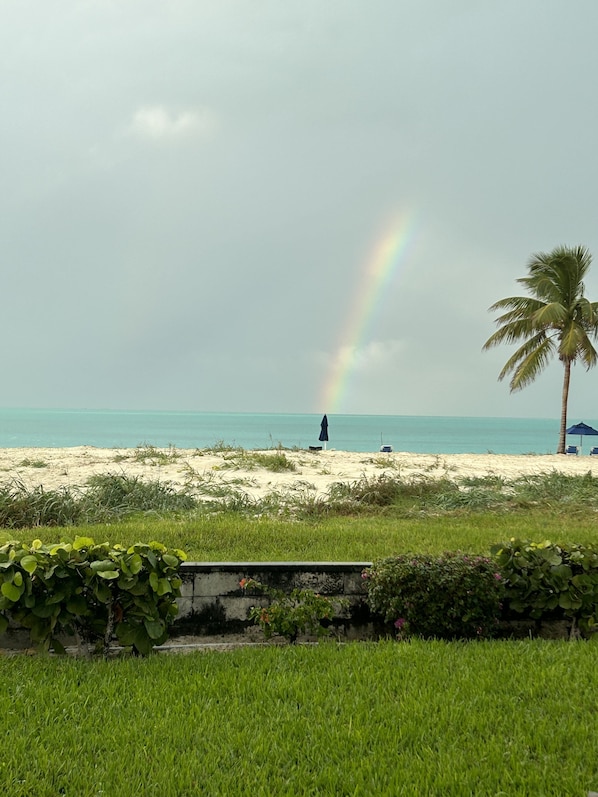 Una playa con una palmera y un arcoíris al fondo.