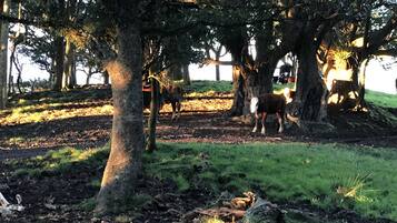 A natural outdoor setting with trees and a grassy area.