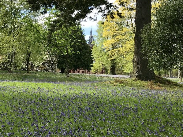 Ein Park mit einem Feld blauer Blumen und einem Gebäude mit einem Turm im Hintergrund.