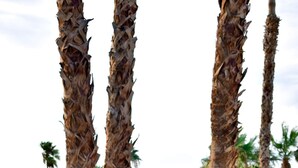 A desert garden with cacti and palm trees. - Casa de Vistas~ 2bdr 2bath with a view! (Borrego Springs)