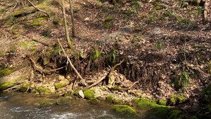 A forested hillside with a stream, a wooden cabin, and a building with a sloped roof. - Hideaway from it all ! Holyfield Hideaway, Flag Pond, Tennessee  (Flag Pond)