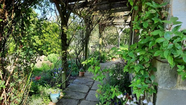A stone pathway leading through a garden with various plants and flowers.