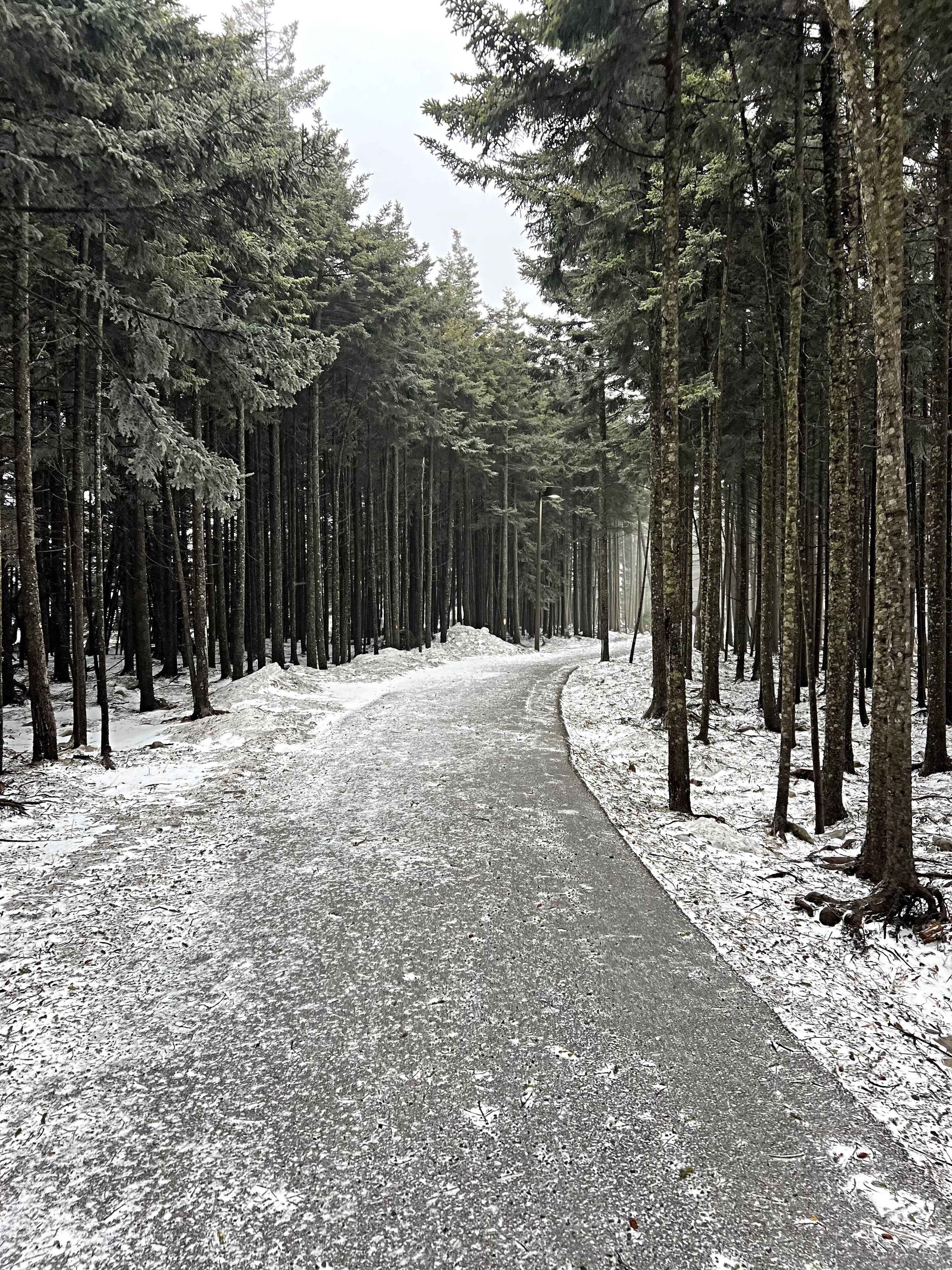 A snow-covered forest path with tall trees on both sides.