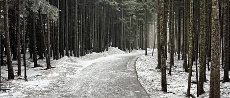 A snow-covered forest path with tall trees on both sides.
