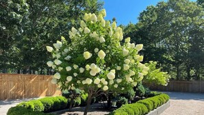 Jardí paisatjístic amb un arbre en una jardineria rectangular, envoltat de taronja i una tanca de fusta al fons.