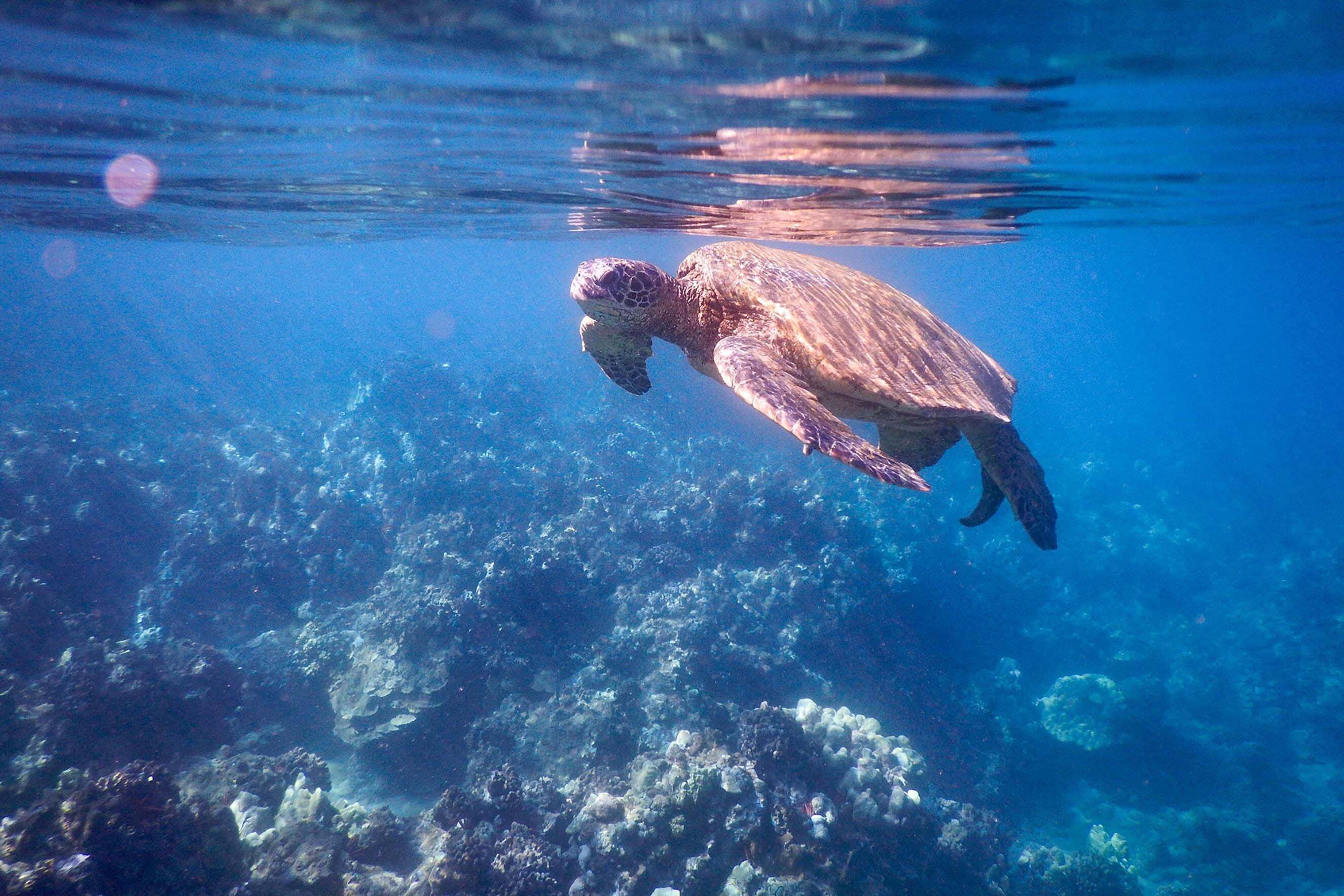 A turtle swimming underwater.