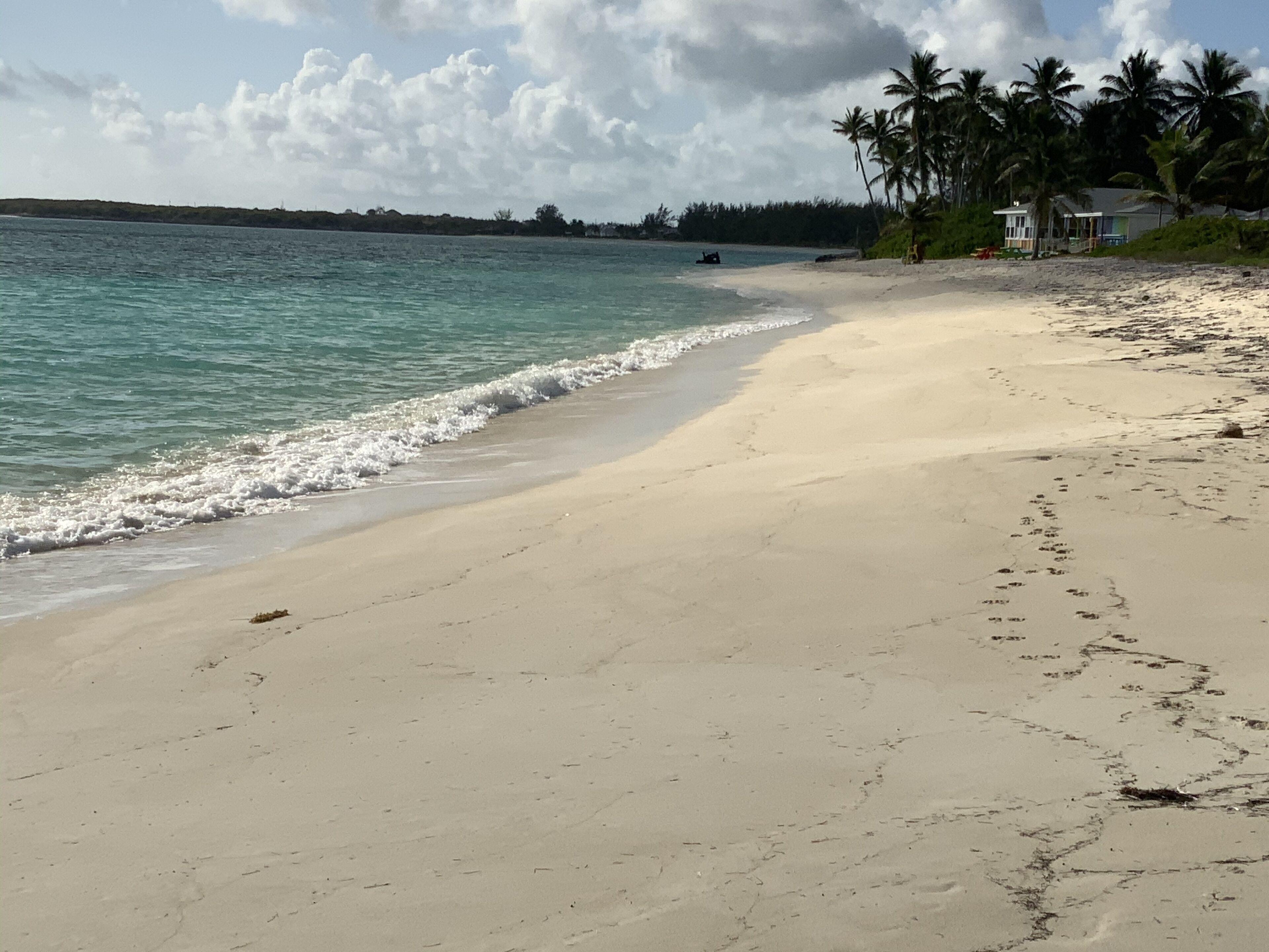 A beach with clear turquoise water, a sandy shore, and palm trees in the background.