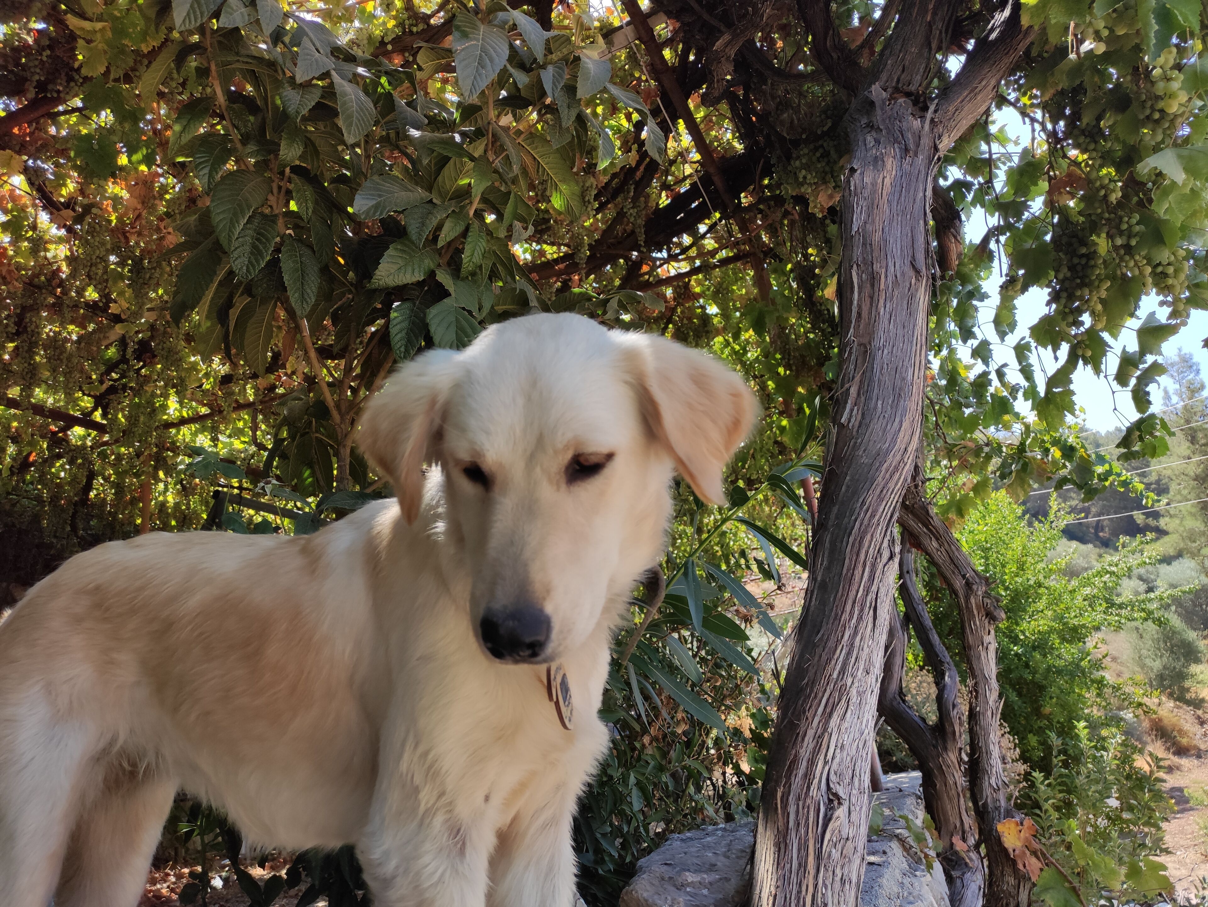 Foto - çileks apart otel