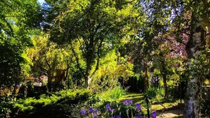 A lush garden with a variety of trees and flowering plants.