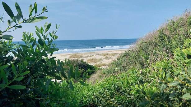 Une plage bordée d’une végétation luxuriante au premier plan, offrant une vue dégagée sur l’océan.
