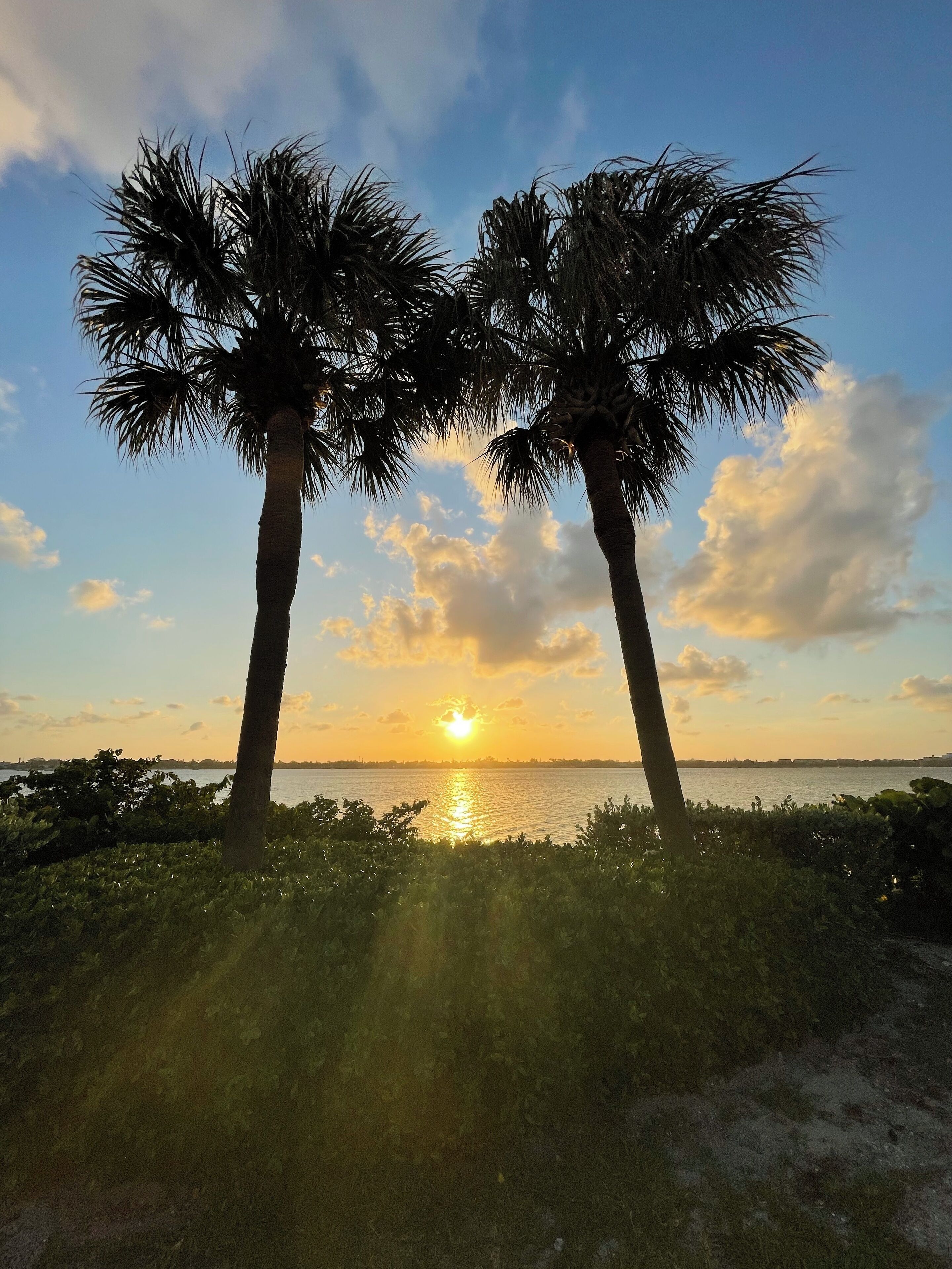 Two palm trees in front of a sunset over a body of water.