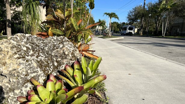 A sidewalk with a rock and a plant with green and red leaves.
