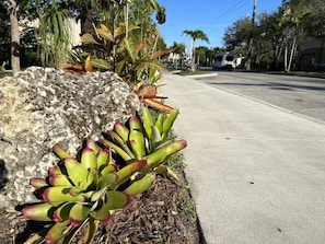 A sidewalk with a rock and a plant with green and red leaves.