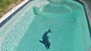 A swimming pool with clear water and a dolphin sculpture.