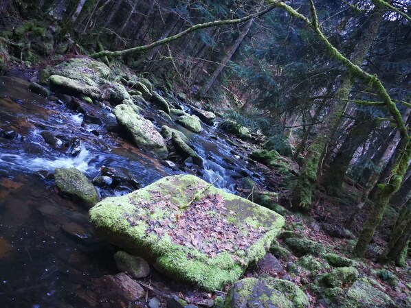 A forest stream with moss-covered rocks and dense trees.